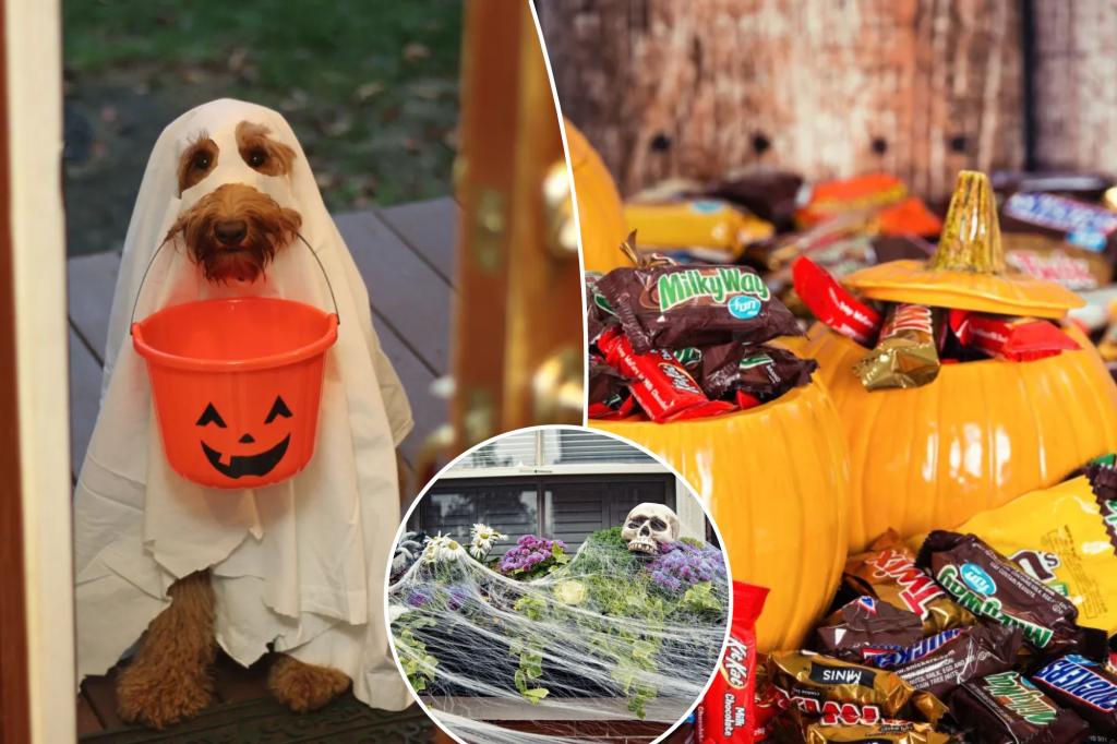 I'm a dog trainer - here's how to keep your pets safe on Halloween